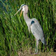 A Great Blue Heron (Ardea herodias) stands on the shore of Lake El Estero, in Monterey, California, near Dennis the Menace playground, with green reeds in the background.