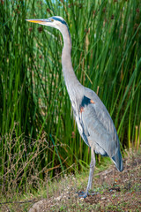 A Great Blue Heron (Ardea herodias) stands on the shore of Lake El Estero, in Monterey, California, near Dennis the Menace playground, with green reeds in the background.