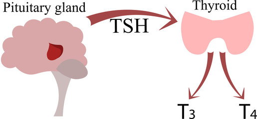 The connection of the pituitary gland and the thyroid gland. Endocrinology poster, scheme. Hormones and nerves.