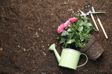 Gardening supplies with plant on soil
