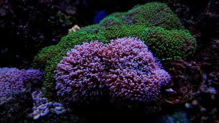 Big Hairy Mushroom - (Rhodactis indosinensis) 
