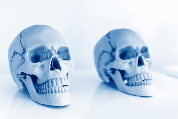Human skull for study in the science room - Research and experimentation of students or doctors skulls are also symbols of death horror and Halloween concept
