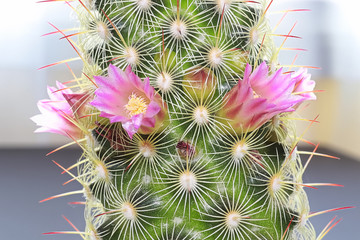 Pink and yellow flowers on a ladyfinger cactus