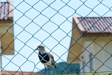 A small bird behind a wire fence.