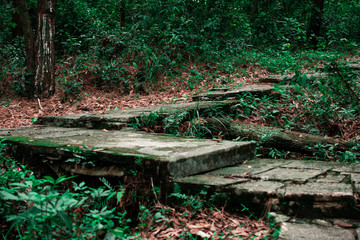 road in winter forest