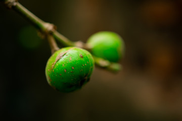 figs in the wood