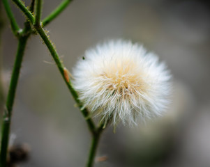 white ball flower on branch