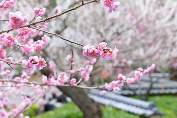 早春の梅園