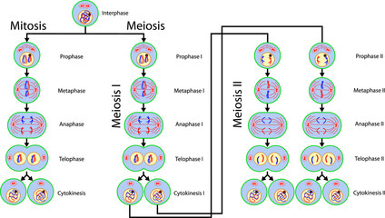 Mitosis and Meiosis cell division - obrazy, fototapety, plakaty