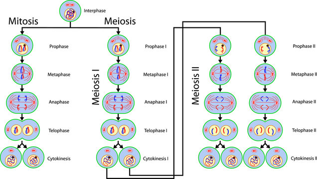 mitosis stages diagram