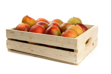 natural looking ripe Palmer mangoes isolated on white