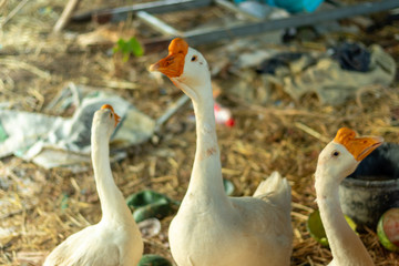 Obraz premium family of geese