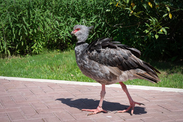 Southern screamer bird (chauna torquata)