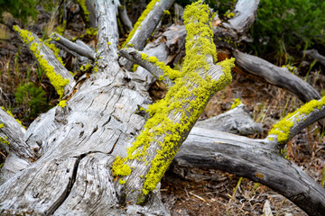 trunk of tree