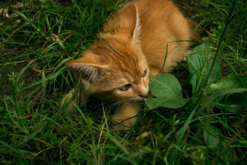 cat on grass