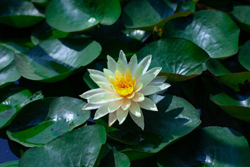 Light yellow lotus flower and morning sun