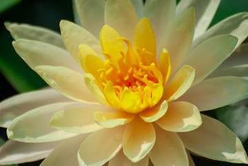 Light yellow lotus flower and morning sun