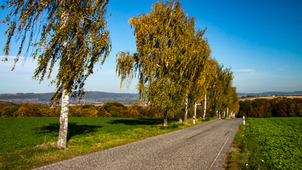 avenue of birch trees
