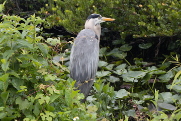 Fototapeta premium great blue heron in tree