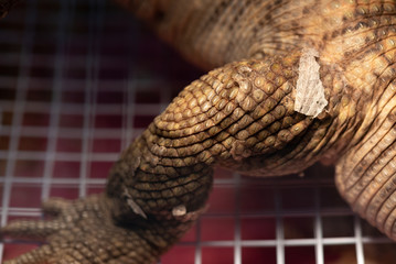 The skin of the iguana shows the molting part.