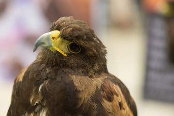 Gesture of the eagle in the exhibition