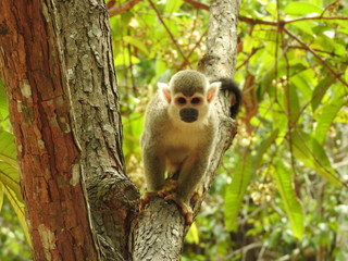 attractive monkey in the tree