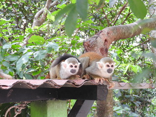  couple of titi monkeys