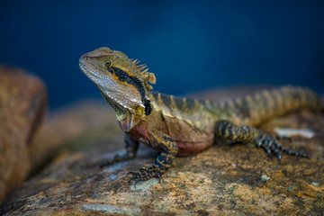 iguana on rock