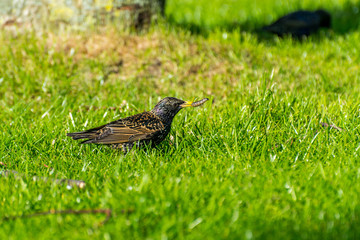 A common starling, also known as the European starling, sturnus vulgaris, eating worms at a meadow in Hannover, Germany.
