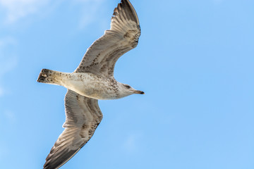 Seagull flying in the sky over the bosphorus strait in Istanbul, Turkey.