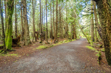 Fototapeta na wymiar Fragment of Cape trail in Olympics park, Washington, USA