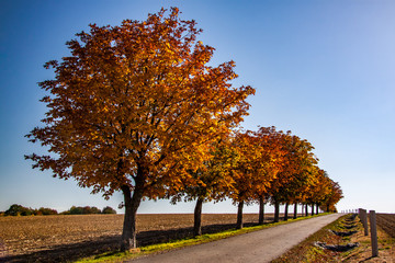 Fototapeta premium avenue of chestnut trees in autumn