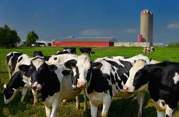 Curious young Holstein cows on a dairy farm in Ontario with barn and silo