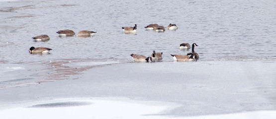 Geese in ice