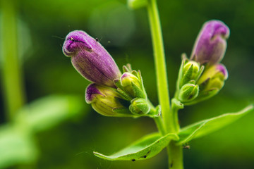 close-up of the buds of a pink penstemon flower