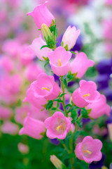 Obraz premium Beautiful spring background with Canterbury bellflower., Cascade of pink canterbury bells. Photo with selective focus and blurring.