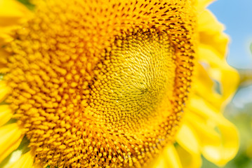 Close-up of sun flower against a blue sky., Sunflower natural background. Sunflower blooming. Photo with selective focus and blurring.