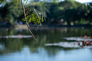 A TREE BRANCH AGAINST A CALM LAKE