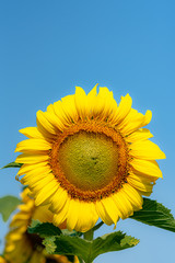 Close-up of sun flower against a blue sky., Sunflower natural background. Sunflower blooming. Photo with selective focus and blurring.