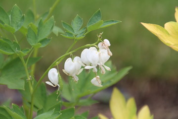 White Bleeding Heart, Alexander Circle, Edmonton, Alberta