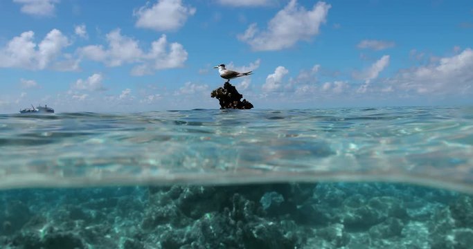 Half underwater view with a bird over the Ocean. The seagull stand on a rock and fly in the sky, under the blue sky with clouds. 
