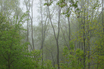 View of trees in a forest on a foggy morning