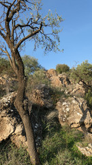 Fototapeta na wymiar Lone almond tree and rocks