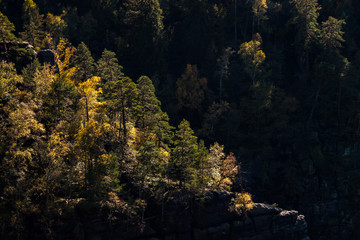 trees on the cliff