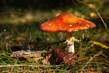 beautiful toadstool