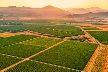 Montenegro vineyards field - aerial