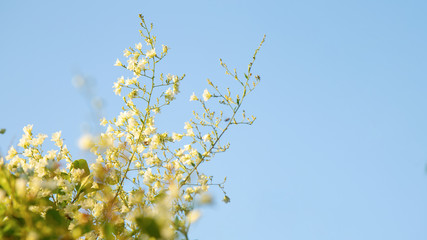 Close up snow vine or Cascading flowers blooming with sky background.