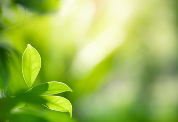Fototapeta na wymiar Beautiful nature view of green leaf on blurred greenery background in garden and sunlight with copy space using as background natural green plants landscape, ecology, fresh wallpaper concept.