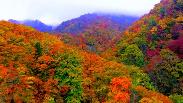 Aerial view autumn in Japan