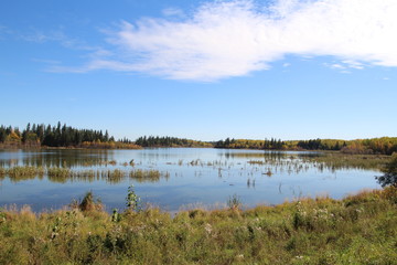 Looking Out On The Lake, Elk Island National Park, Alberta